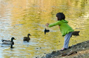 girl and ducks